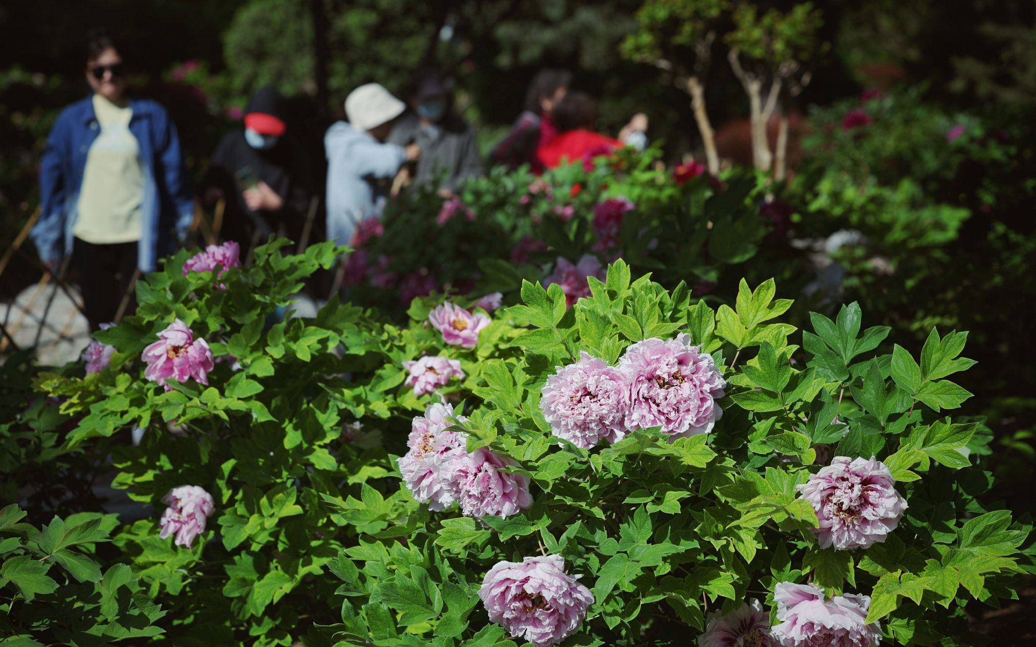 景山公園牡丹迎來盛花期。新京報記者 薛珺 攝