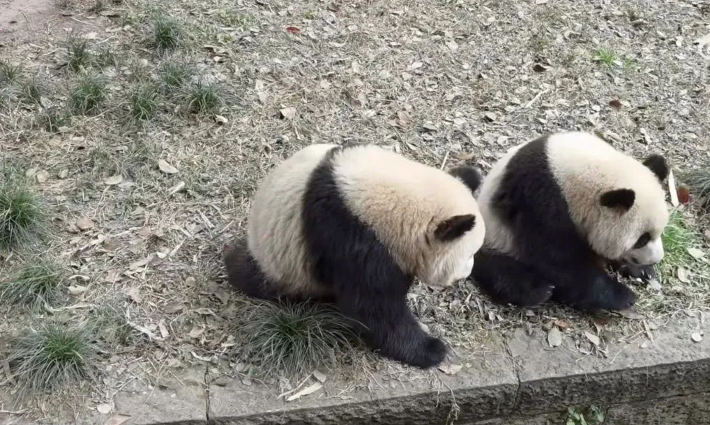 保育员被熊猫扑倒，“未受伤害”亦有反思价值 | 新京报快评
