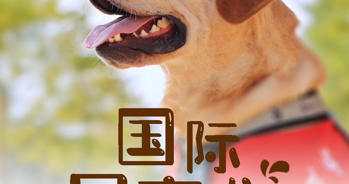 国际导盲犬日｜与爱同行 关爱视障人士的“第二双眼睛”