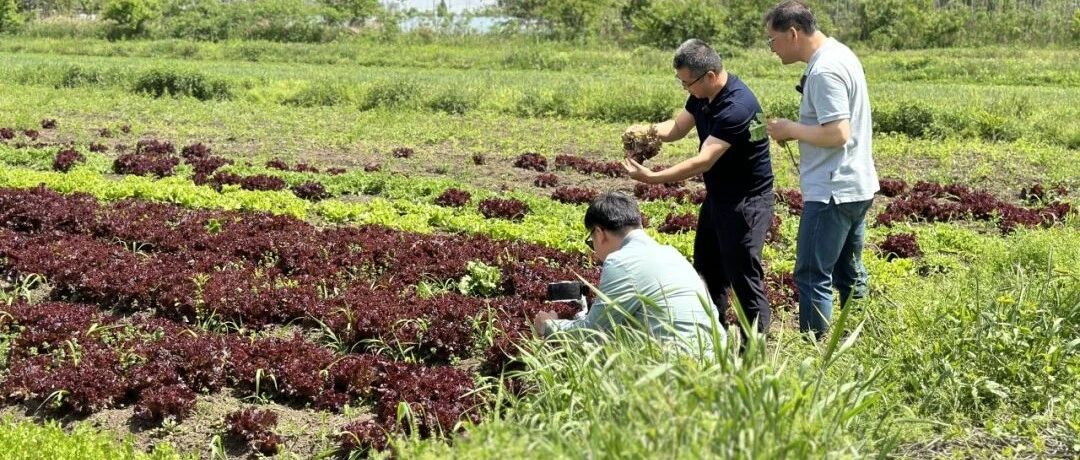 我在江宁继红有机农场，找到了王维笔下的田园归隐