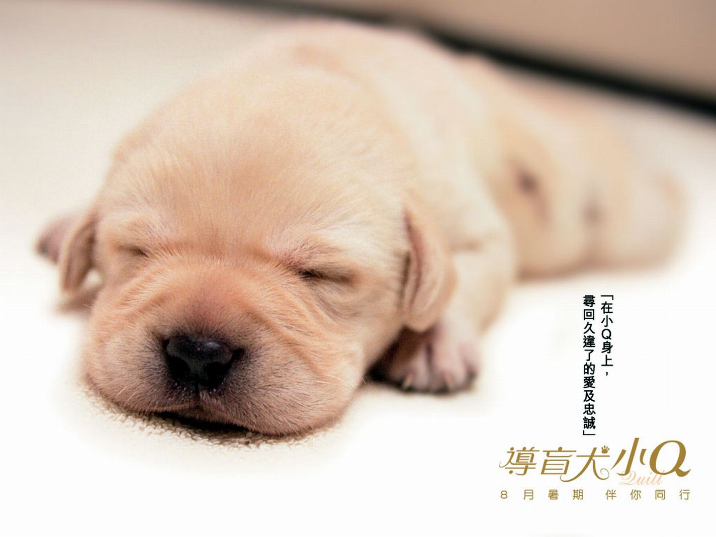 《導盲犬小Q》電影海報。圖片來源：IC photo
