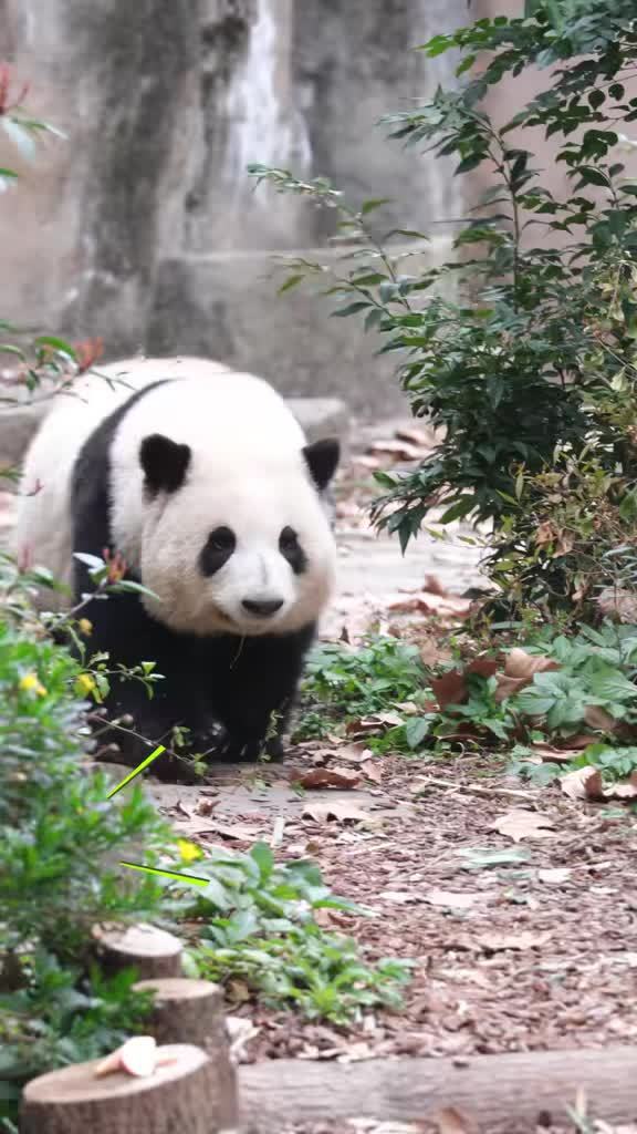 出息了！大熊猫花花担任成都文旅荣誉局长