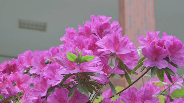 一丛杜鹃，一抹艳丽，春意浓浓情无限，快和小江一起欣赏校园里的杜鹃花吧