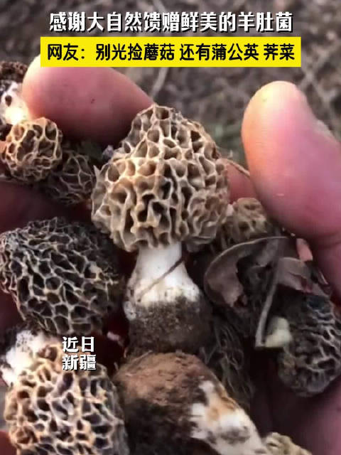 春天独有的菌类营养你摄入了吗？