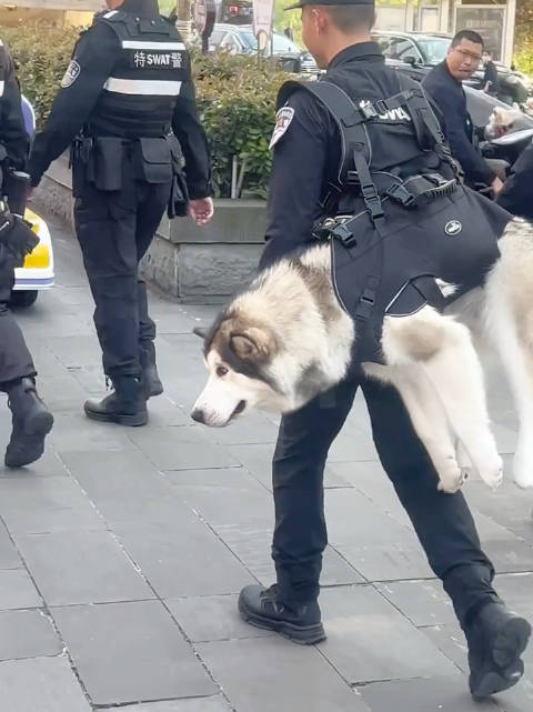 怎么阿拉斯加警犬也要背啊