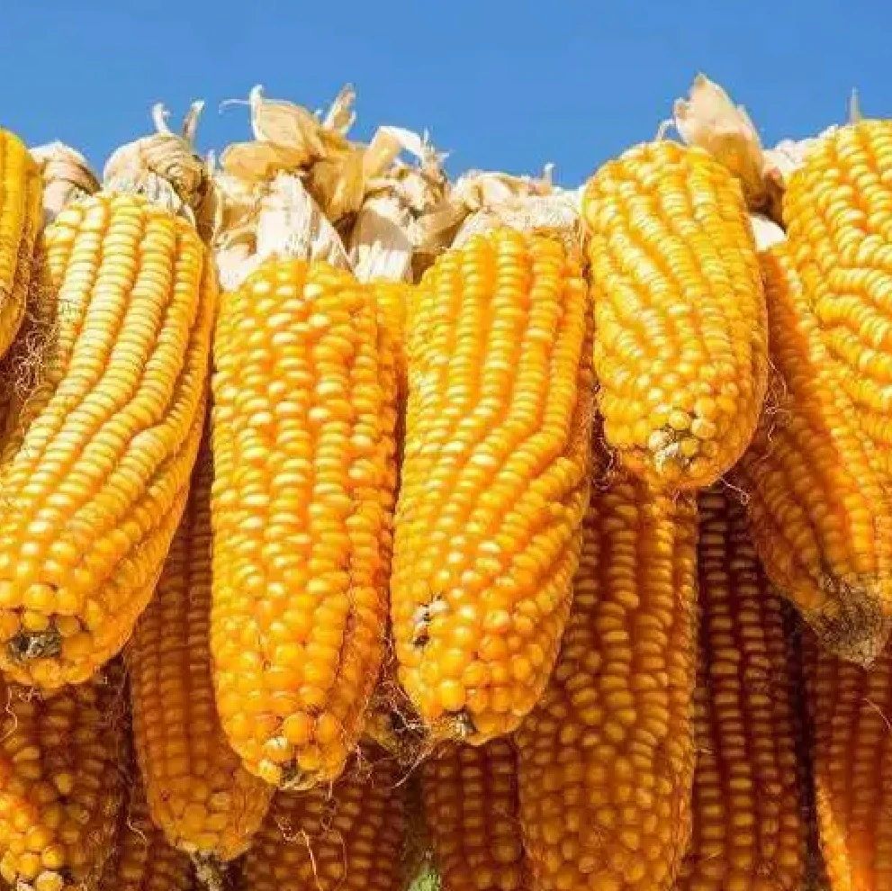4月25日玉米报价：玉米突然“大涨40元”！玉米终于要涨价了！