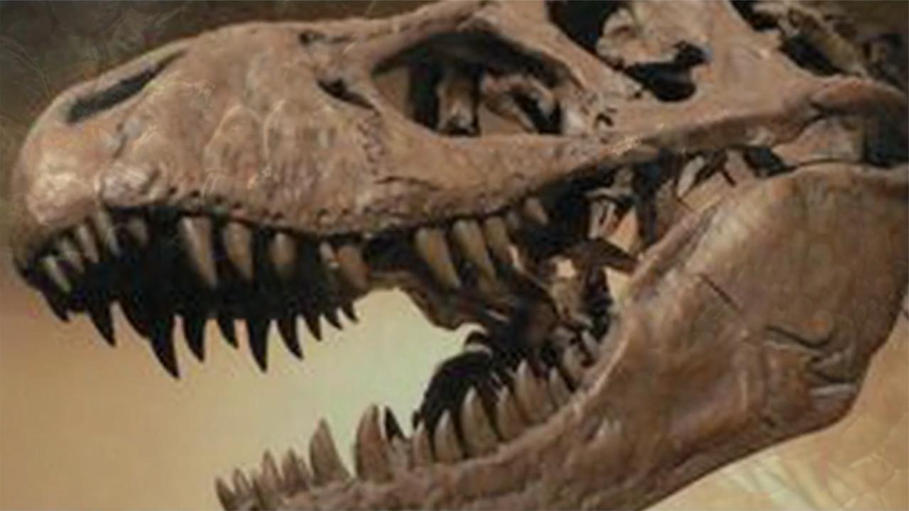 恐龙们遭受的灭顶之灾，真正的原因或许是这个？