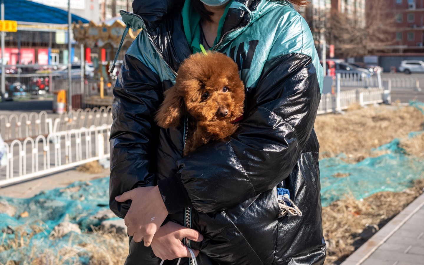 一隻寵物狗坐在主人的懷裡。新京報記者 王子誠 攝
