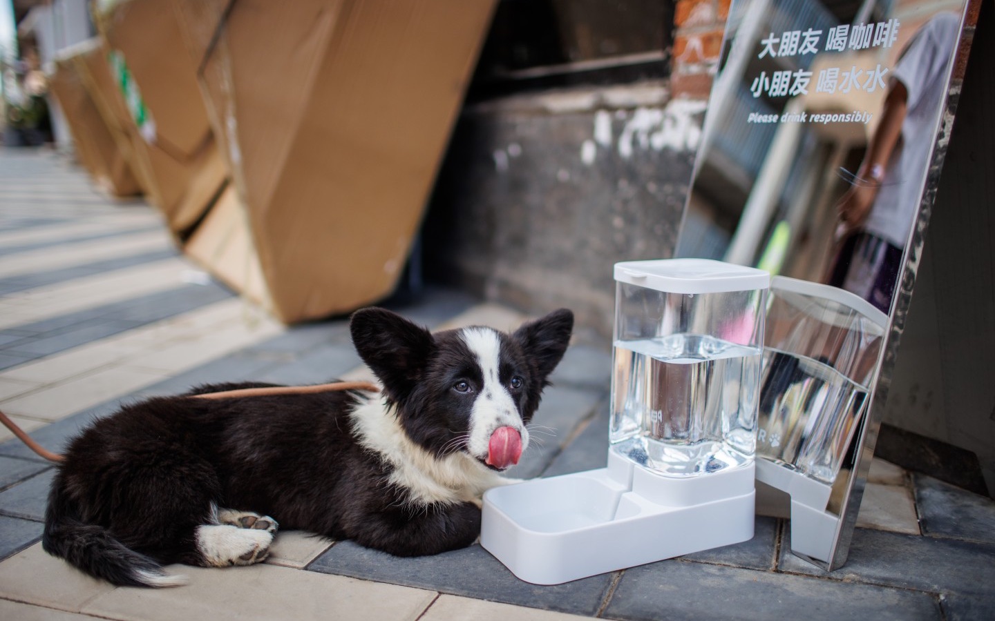 2023年6月9日，首創·郎園Station，園區設置了多處寵物飲水點。新京報記者 王子誠 攝