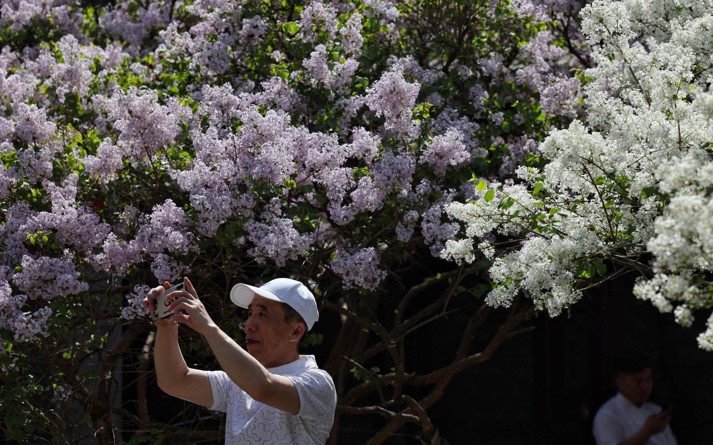 4月7日，北京奧林匹克公園，盛開的丁香花紫色和白色相交印。新京報記者 王飛 攝