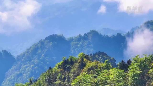 植物界活化石珙桐花开乌蒙山