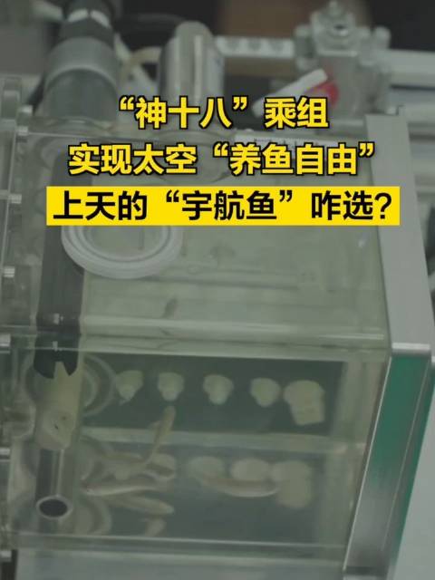 神十八乘组实现太空养鱼自由，上天的“宇航鱼”咋选？