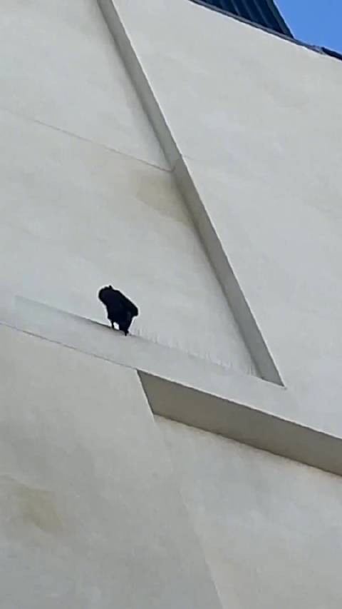 网友发现一只乌鸦正在拆除人类放置的驱鸟刺.....