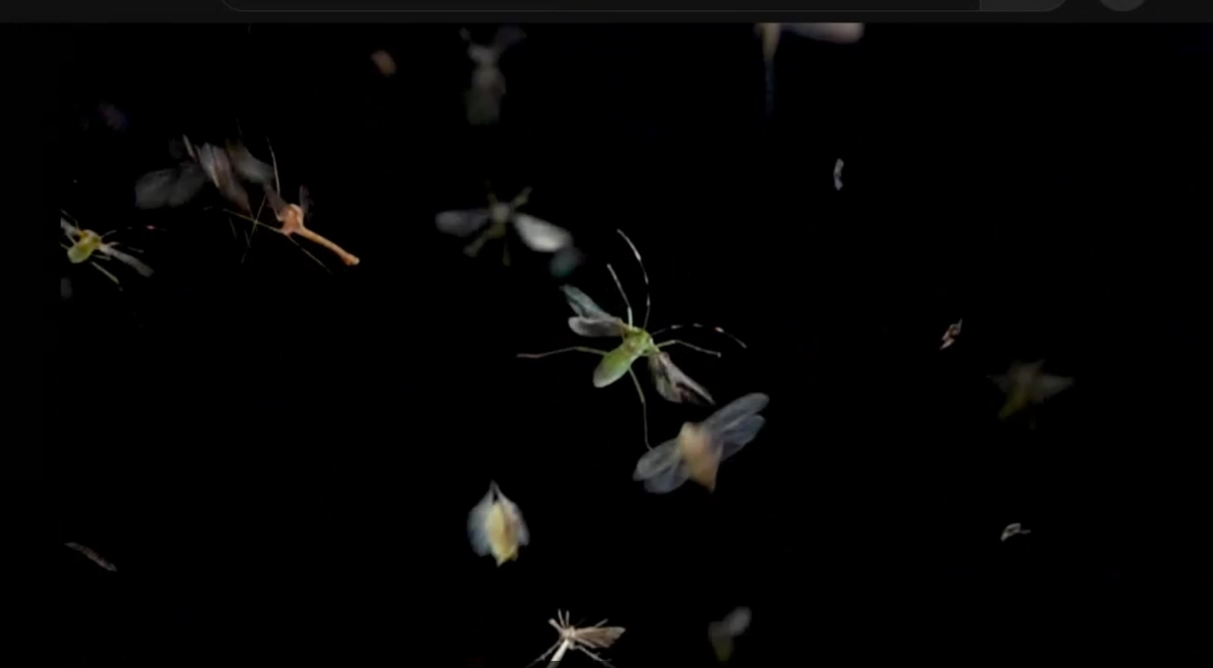 夜間遷飛的昆蟲。受訪者供圖