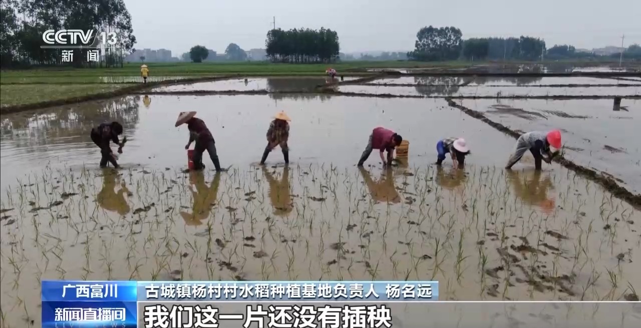 降雨暂停 广西抢时抢种、补种恢复田间生产