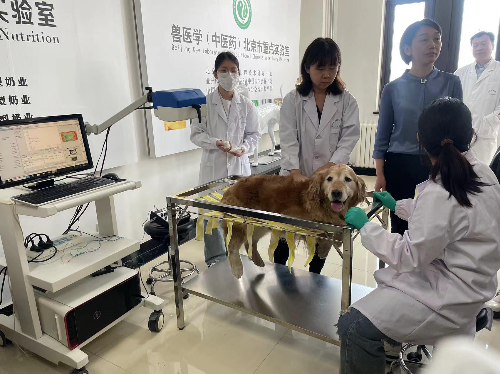 學校獸醫學（中醫藥）北京市重點實驗室，團隊成員在為導盲犬做針灸治療。新京報記者 馮琪 攝