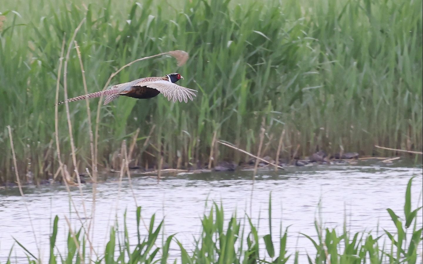 4月19日，順義區漢石橋濕地自然保護區，一隻環頸雉飛翔在漢石橋濕地。新京報記者 李木易 攝