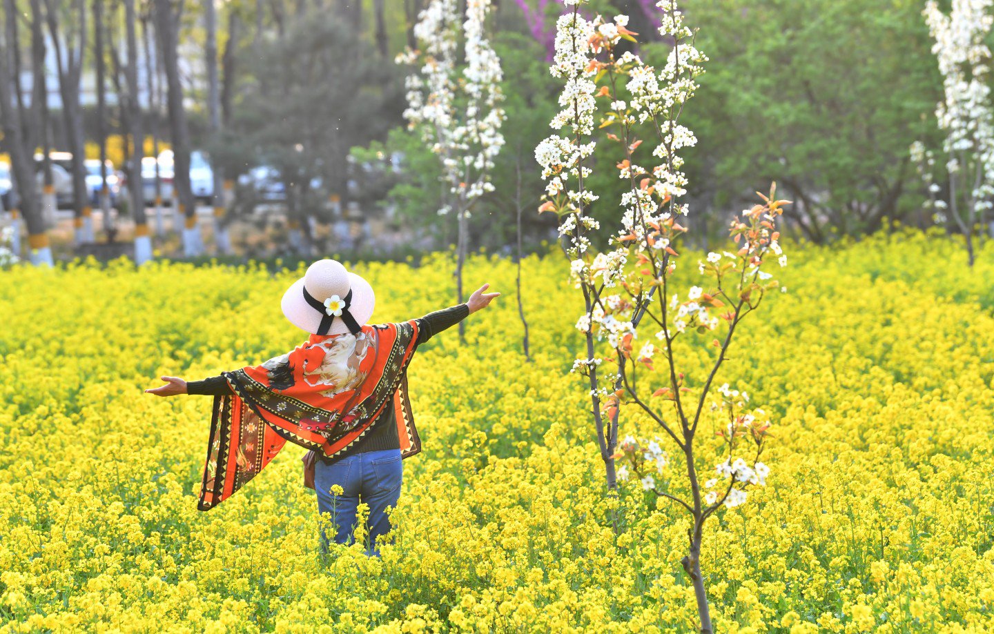 2020年4月10日，京城梨園，油菜花進入盛花期，市民穿梭於金黃色的油菜花海中嬉戲拍照。  新京報記者 李木易 攝