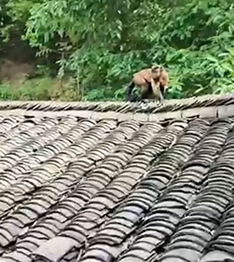闖入居民家中的猴子。 受訪者供圖