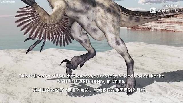 我师兄上场揭秘中国东南部福建发现的大型恐爪龙类足迹…