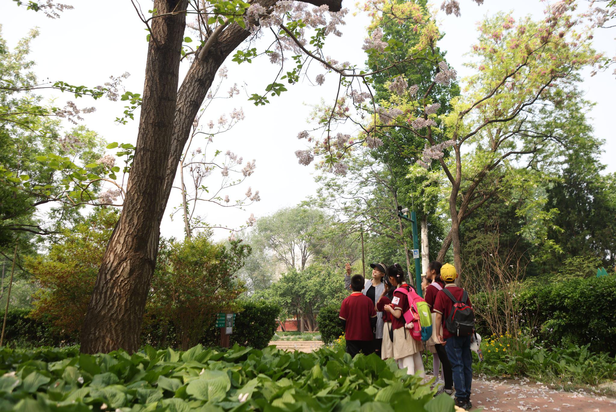 學生們在泡桐樹前站定，觀察散落的花瓣。新京報記者 李木易 攝