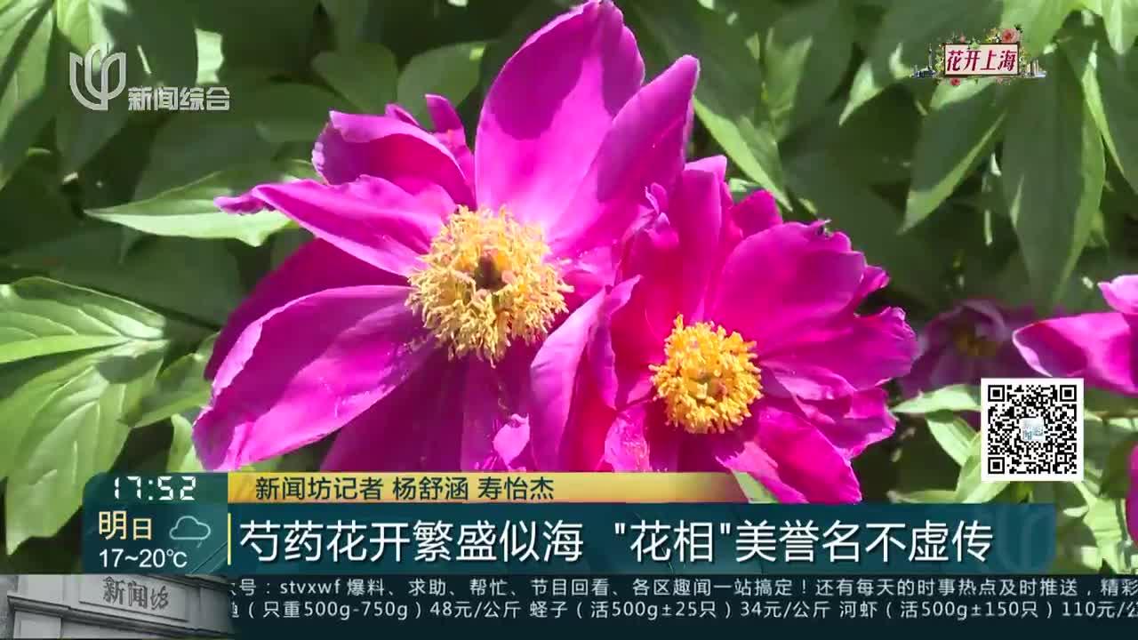 芍药花开繁盛似海“花相”美誉名不虚传