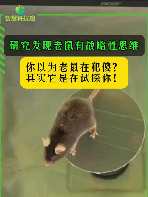 研究发现老鼠有战略性思维