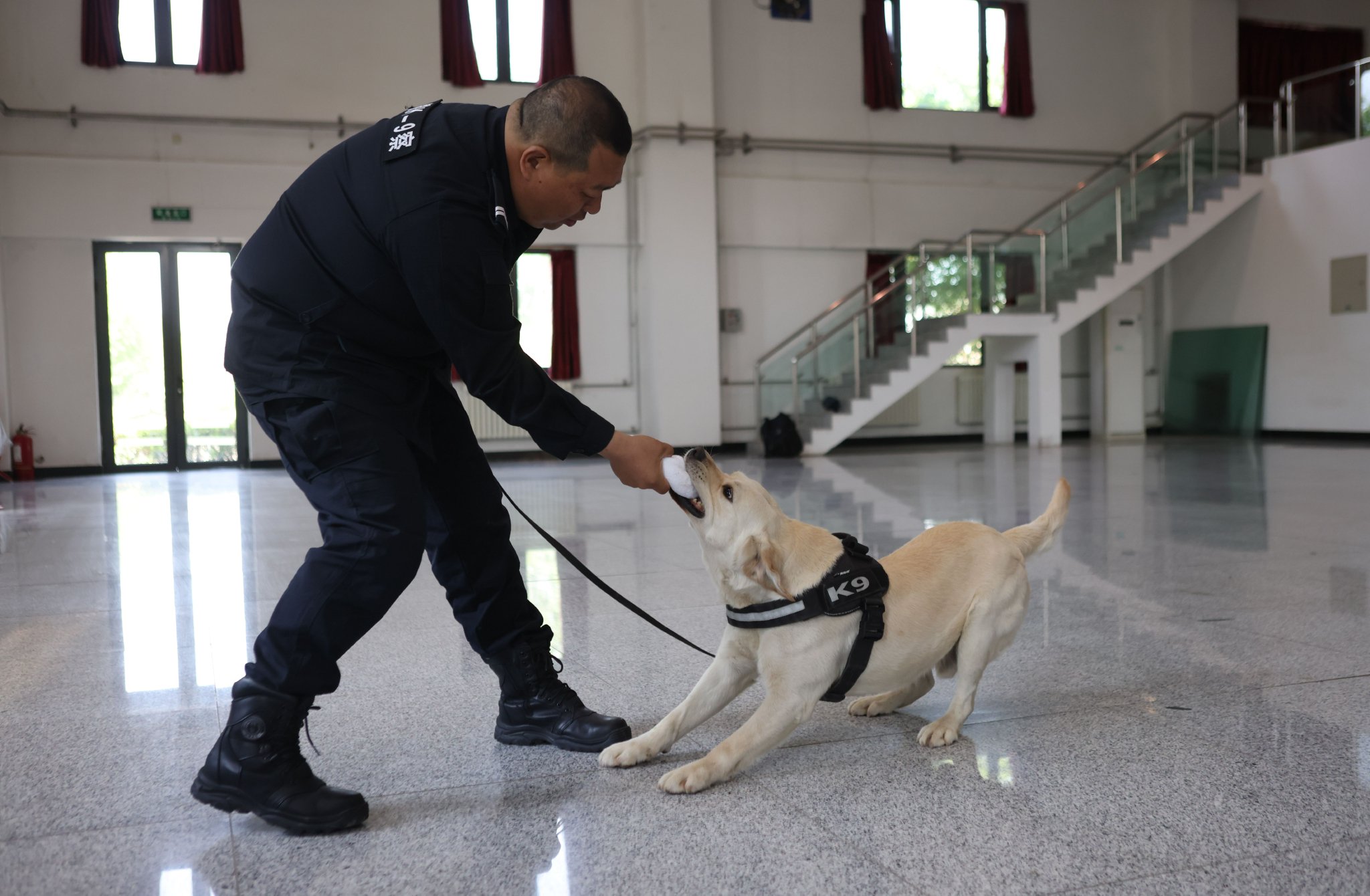 訓導員王朝軍在和緝私犬「賽文」玩拔河遊戲。新京報記者 李木易 攝