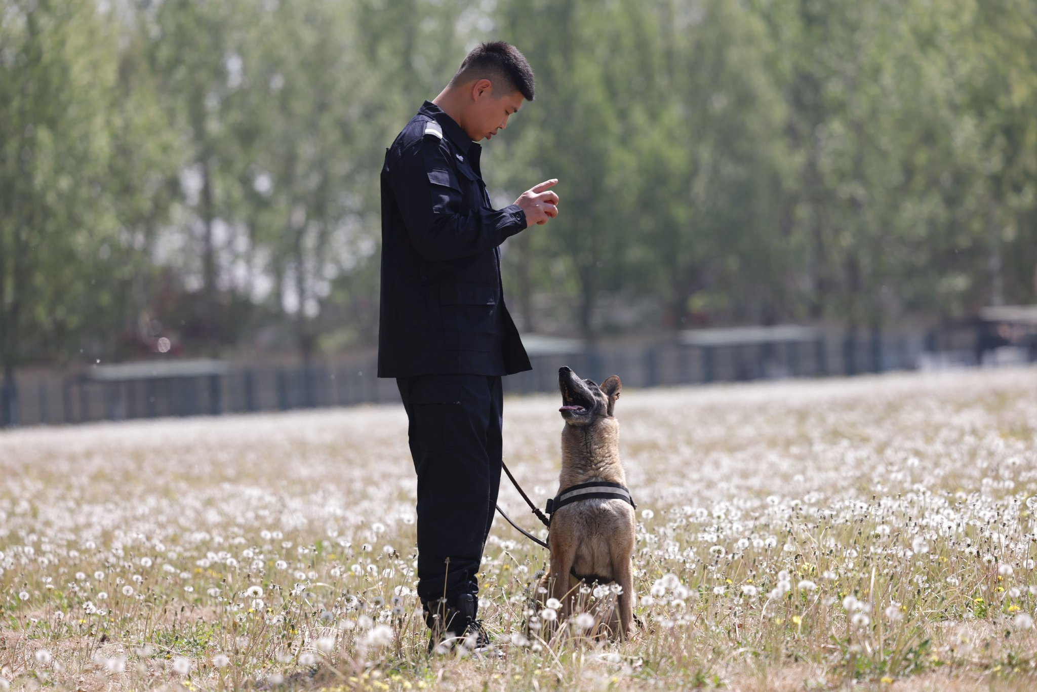 緝私犬在訓導員的指揮下完成一系列訓練科目。新京報記者 李木易 攝