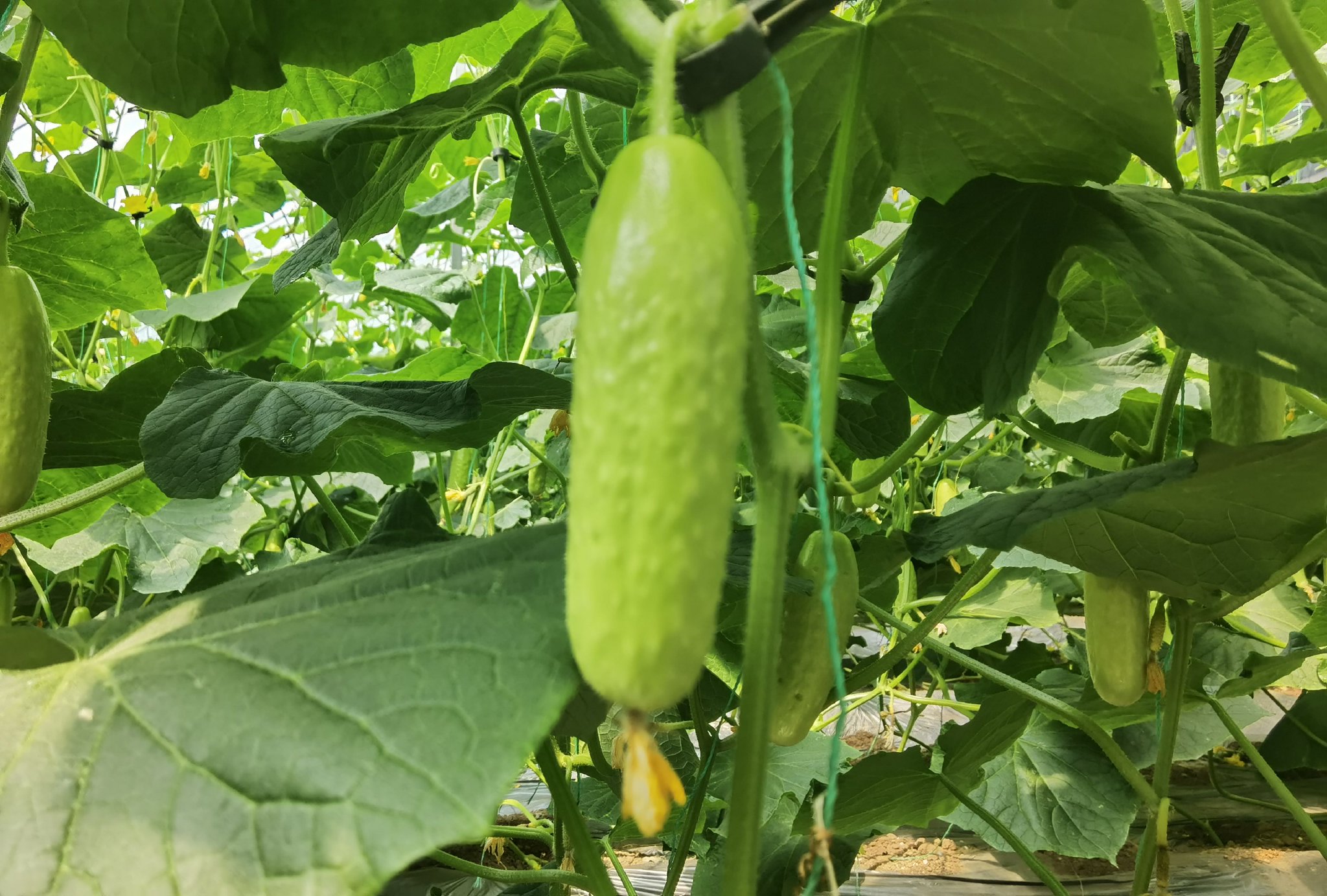「五一」前夕，通州一家農場里的新品種黃瓜批量上市。新京報記者 曹晶瑞 攝