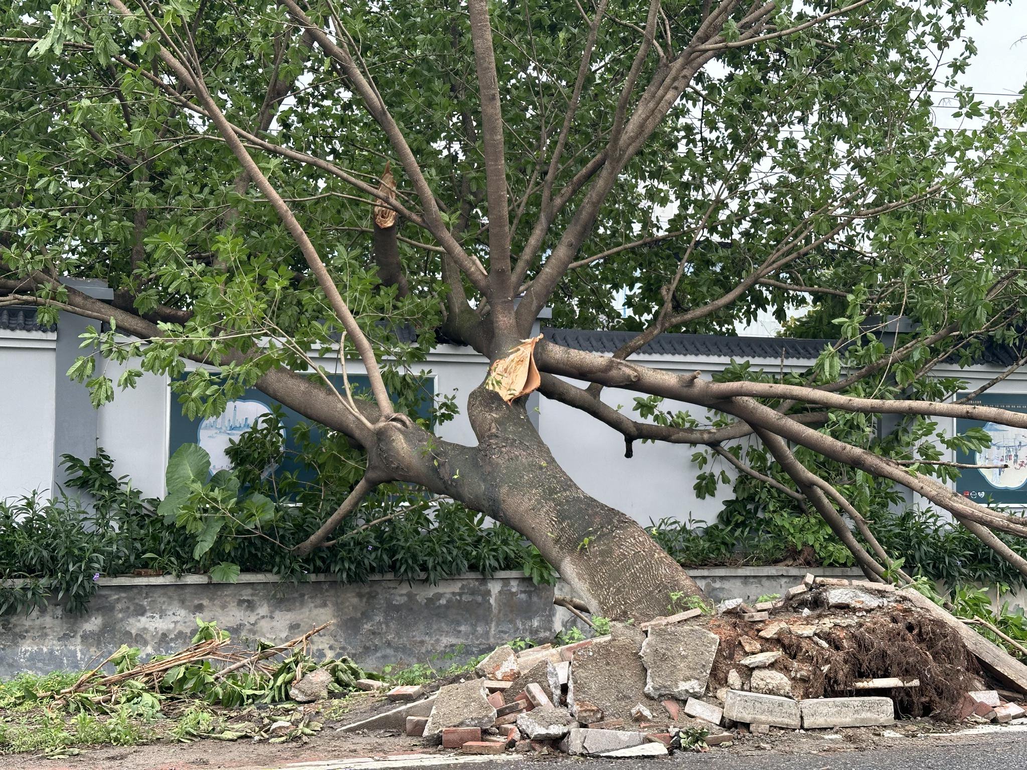 大樹被吹翻。本文圖片均為 澎湃新聞記者 陳緒厚 圖