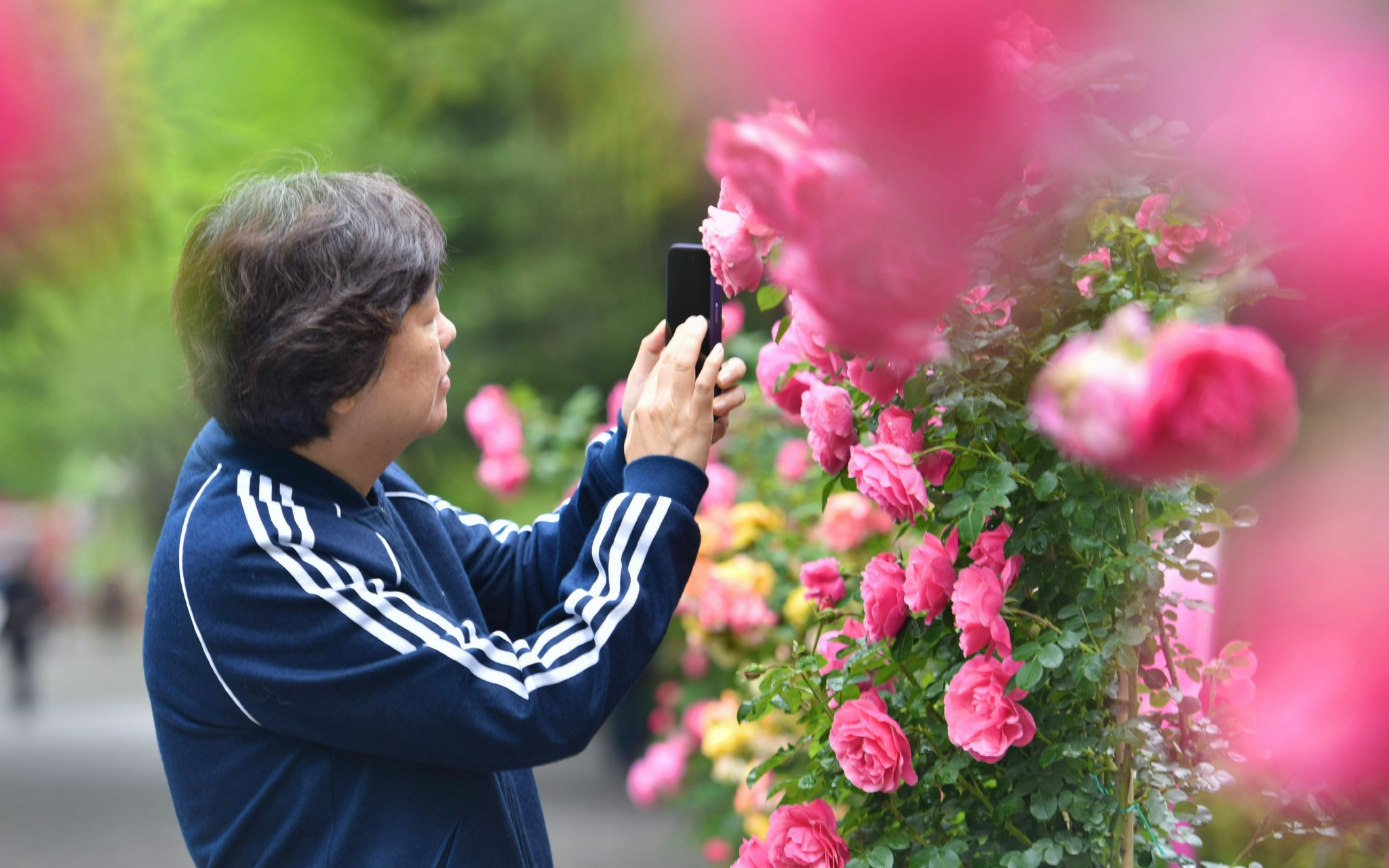 遊客在陶然亭公園欣賞月季花。陶然亭公園供圖