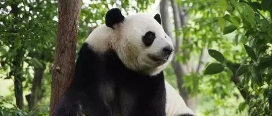重庆动物园大熊猫扑倒饲养员，别把熊猫不当猛兽