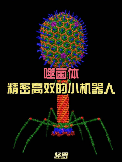 噬菌体：这种生物圈中最多样化的实体，就像机器人一样