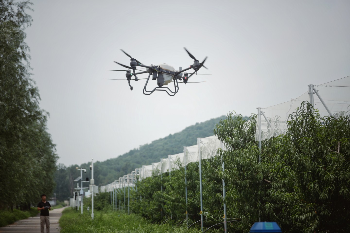 2023年8月8日，平穀區峪口鎮未來果園博士農場，一架無人機起飛，對果樹進行施藥養護。 資料圖片/新京報記者 薛珺 攝