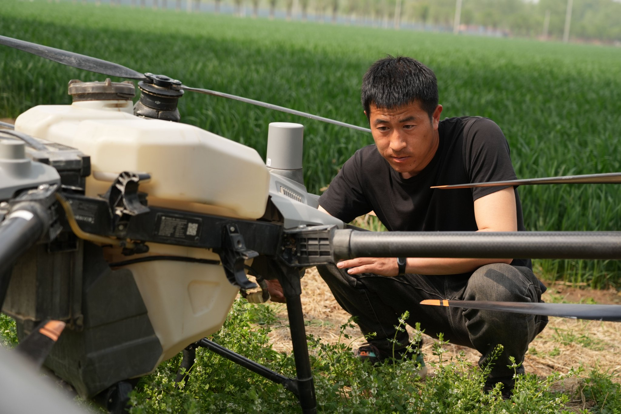 4月26日，順義區一處麥田地頭，農業無人機飛手楊良正在檢查設備。新京報記者 陳超 攝