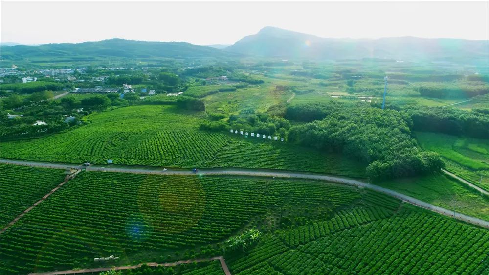 绿色茶园游玩攻略,绿色茶园游玩攻略大全