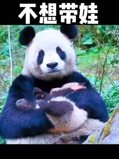 不想带娃的熊猫妈妈…… 事实证明，无论什么物种，谁带娃谁崩溃啊喂！