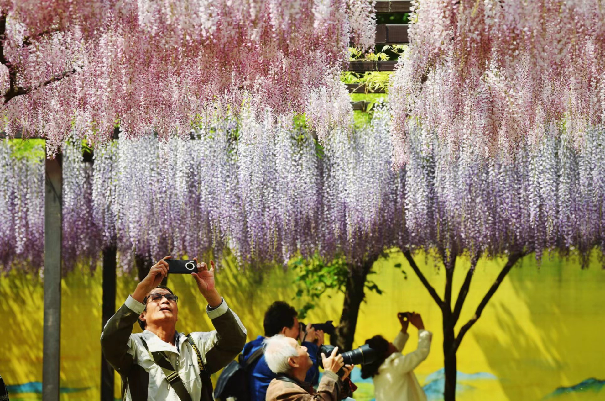 4月21日，玉淵潭公園科普廣場，遊客在拍攝紫藤花。新京報記者 薛珺 攝