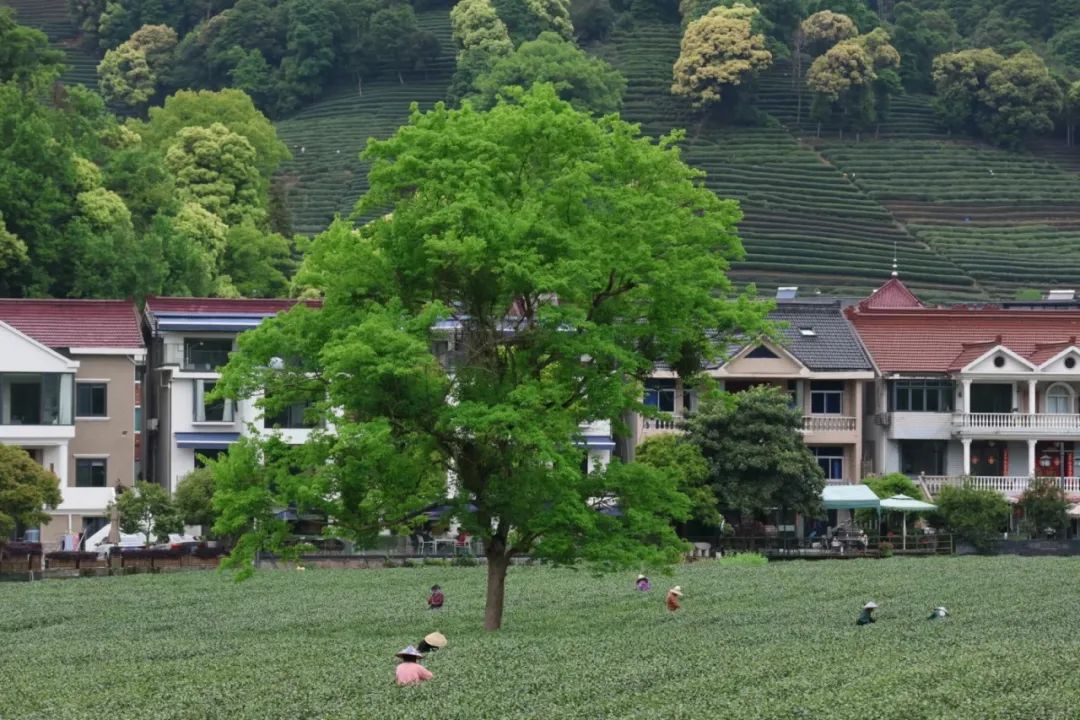 溪水游玩苏州攻略,溪水游玩苏州攻略一日游
