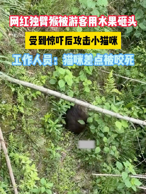 网红独臂猴被游客用水果砸头，受到惊吓后攻击小猫，小猫差点被咬死......