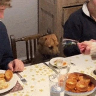狗子第一次坐餐桌吃饭有点拘谨，但它看起来真的好有礼貌！