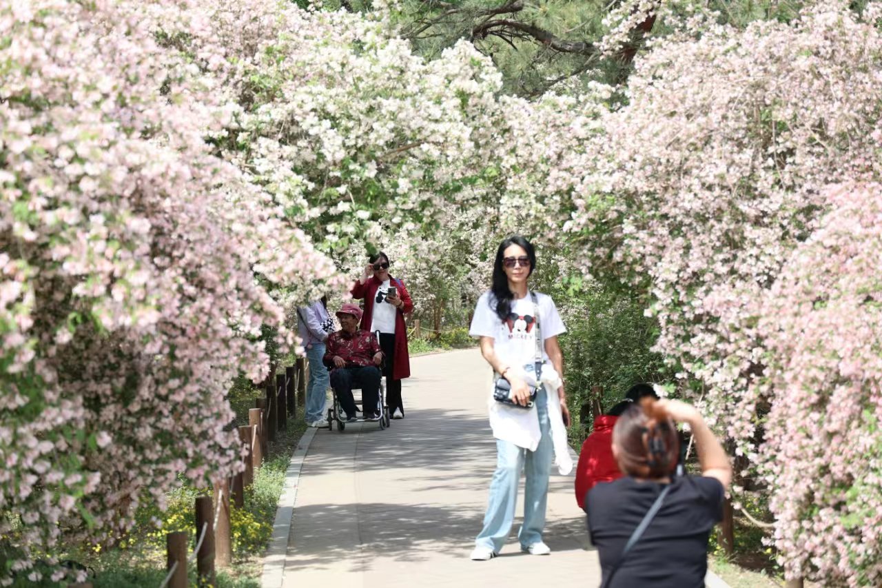 遊客在國家植物園花海中拍照。北京市公園管理中心供圖