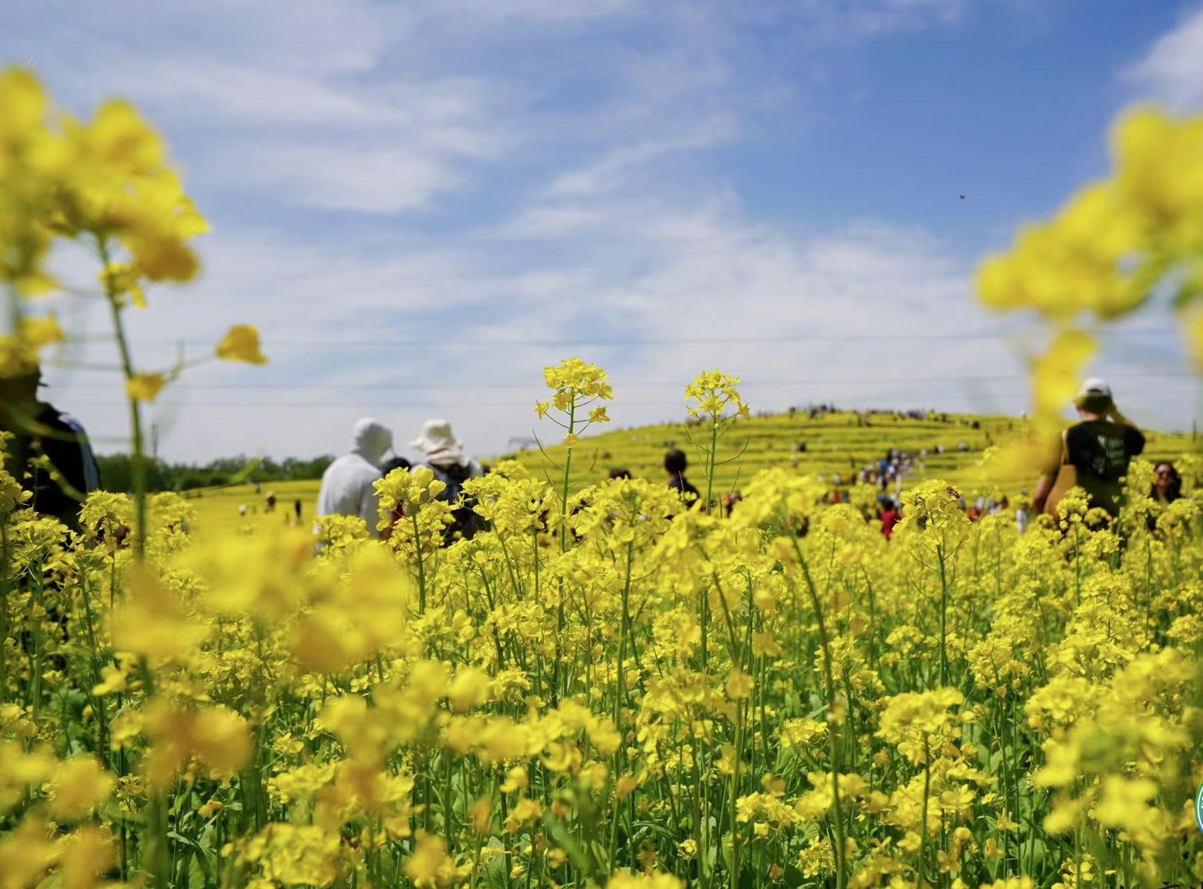 遊客在油菜花田里打卡拍照。北京市農業農村局供圖