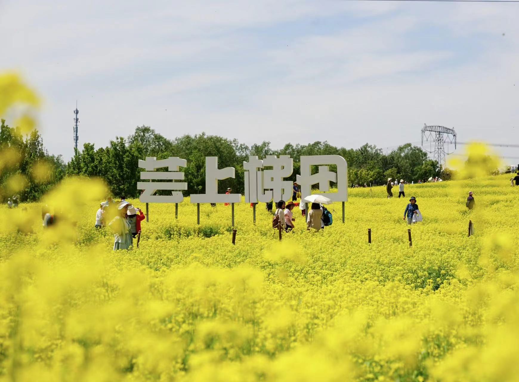 溫榆河公園內的芸上梯田景觀，成為市民網紅打卡地。北京市農業農村局供圖