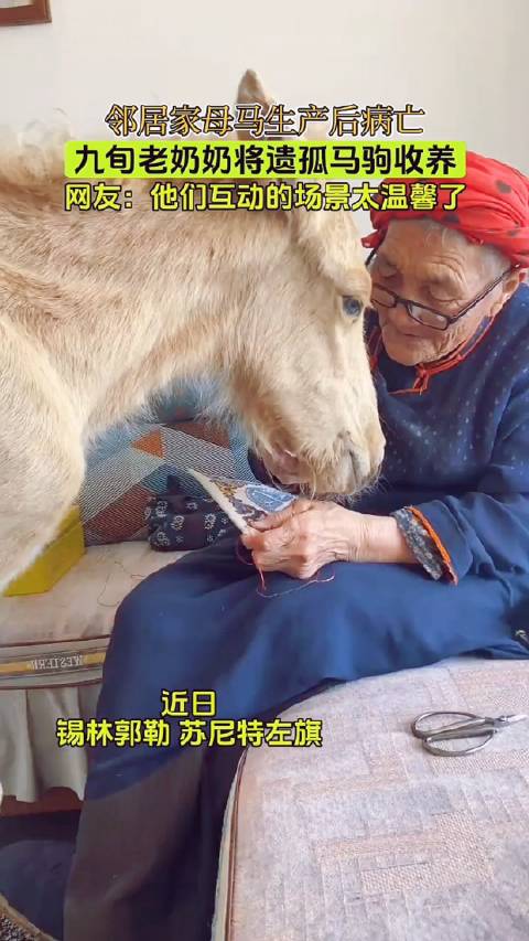 领居家母马生产后病亡，九旬老奶奶将遗孤马驹收养…