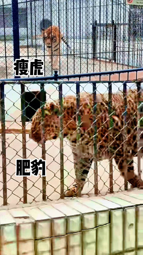 吉林市江南公园一幕， 原来不止老虎喜欢“骚操作”，豹子也会，你见过吗？