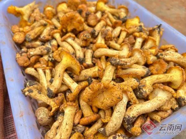 鸡油菌