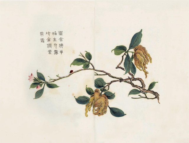 《〈芥子园画传〉经典传世本集成》内页