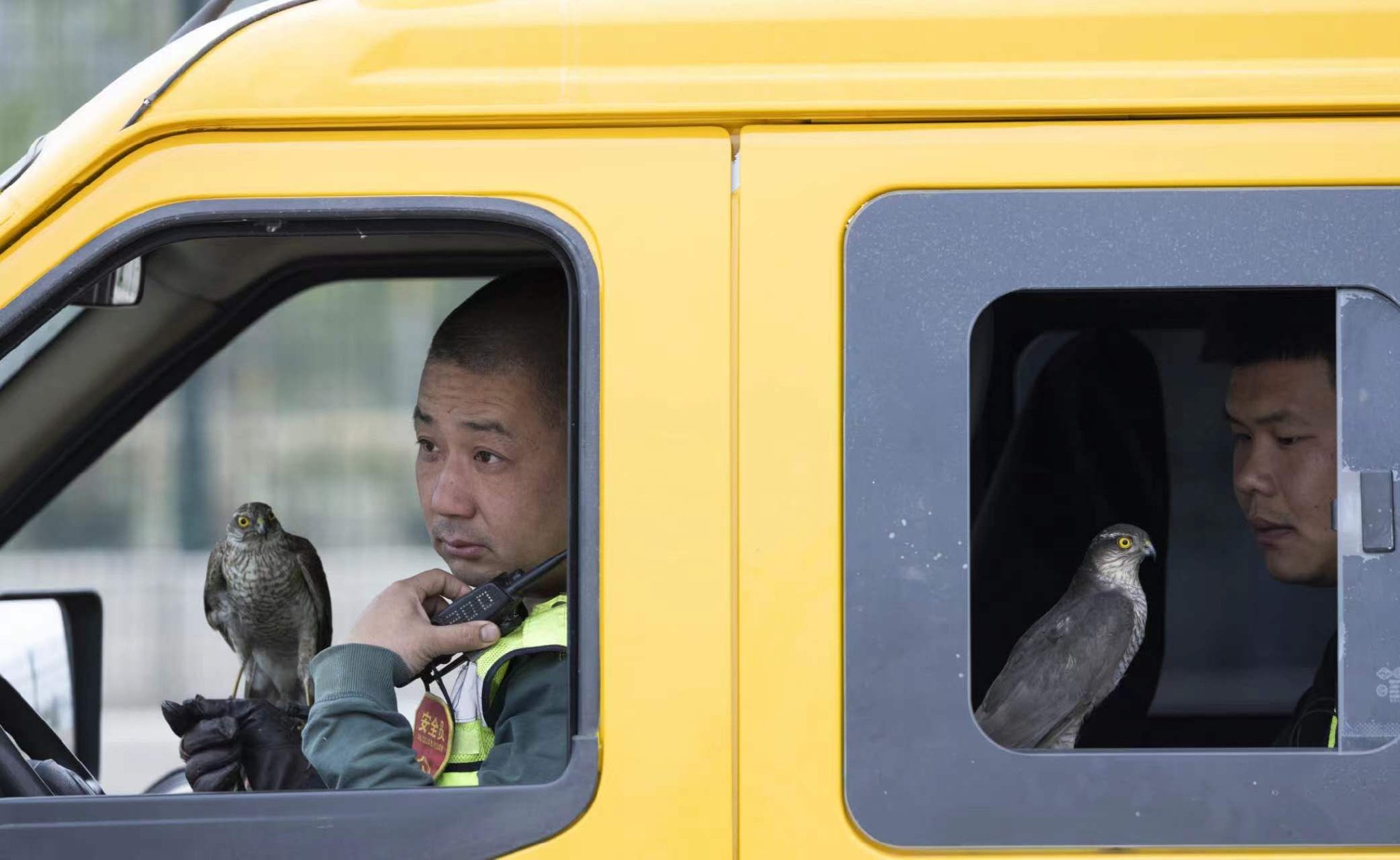 4月19日，北京首都國際機場，工作人員帶著獵鷹在飛機下降航路旁執勤。  新京報記者 陶冉 攝